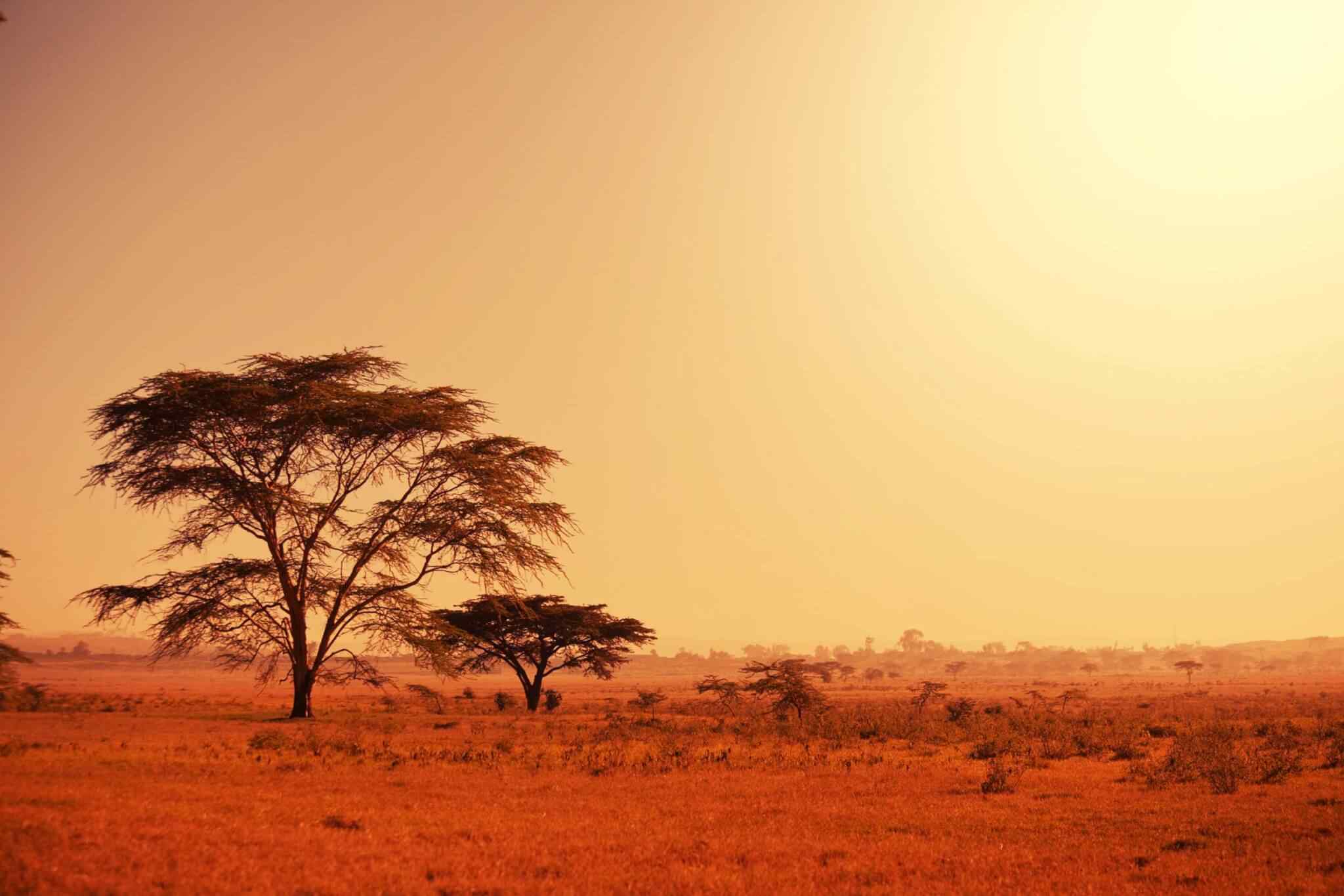 https://jackie.webtrixsol.com/wp-content/uploads/2018/09/tour-africa-02.jpg
